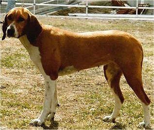 HYGENHUND